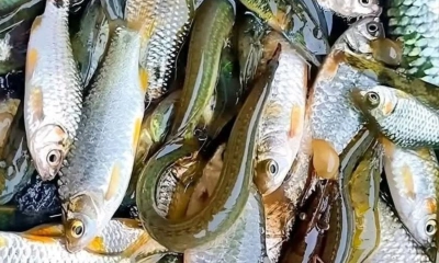 তাড়াইলে বিলুপ্তির পথে  দেশীয় প্রজাতির মাছ