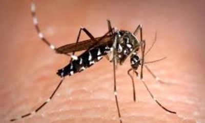 মশার কামড়ে অতিষ্ট রাজবাড়ীবাসী