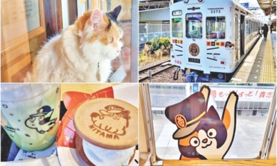 বিড়ালের জন্য বিশেষ ট্রেন