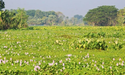 মুক্তেশ্বরী নদী এখন মরা খাল