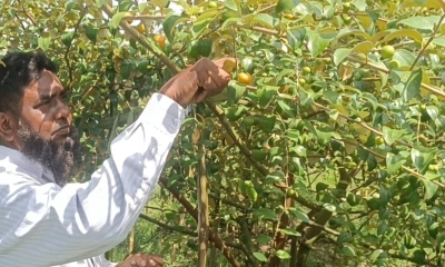 বারোমাসি টক কুল চাষে  স্বাবলম্বী মাজেদ