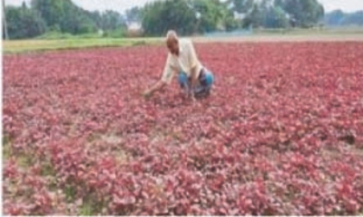 দাউদকান্দিতে শীতকালীন  সবজি চাষে ব্যস্ত কৃষকরা