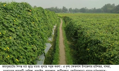 দিন দিন জনপ্রিয় হচ্ছে করলা চাষ