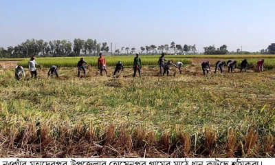 আমন ধান গোলায়  তুলতে ব্যস্ত কৃষক