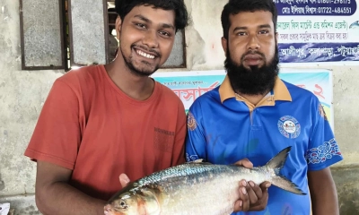 এক ইলিশের দাম সাড়ে  ৬ হাজার টাকা