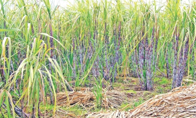 সময় এখন আখ চাষের