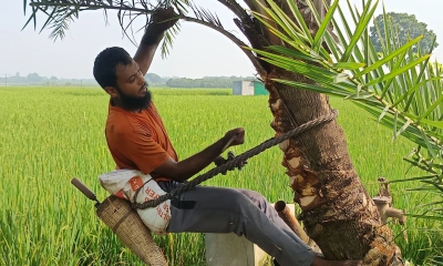 শীতের আগমনী বার্তা, খেজুর  গাছ প্রস্তুতে ব্যস্ত গাছিরা