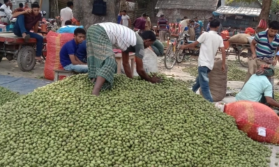 নরসিংদীতে বাণিজ্যিকভাবে জলপাই চাষ
