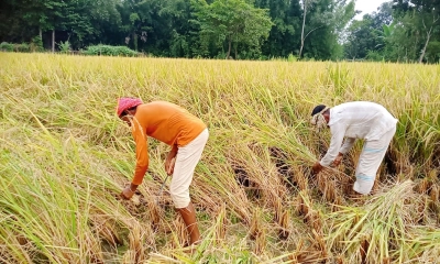 ন্যায্য দামের দুশ্চিন্তায়  রাজবাড়ীর কৃষক