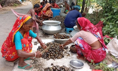 শামুক নিধনে নড়াইলে  পরিবেশ হুমকিতে