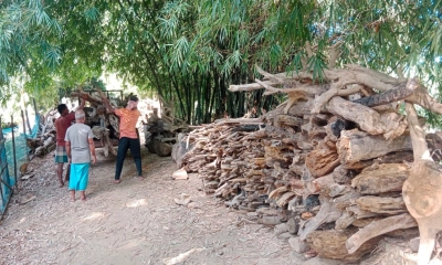 মনু নদে ভেসে আসা গাছের  খ-াংশই জীবিকার ভরসা