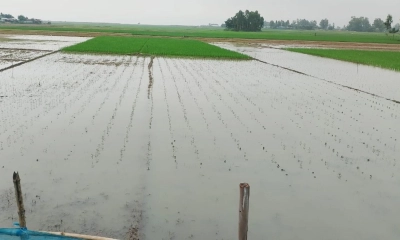 টানা বৃষ্টিতে যমুনা-বাঙালি  নদীর পানি বৃদ্ধি
