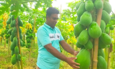 পেঁপে চাষ করে লাভবান দুলাল