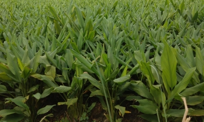 হরিপুরে হলুদ চাষে  ঝুঁকছেন কৃষক