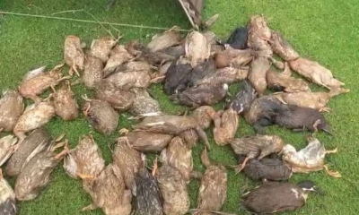 তিনটি খামারে বিষ প্রয়োগে  ৩৫০০ হাঁসের মৃত্যু