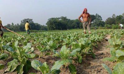 সবজি চাষে ব্যস্ত কৃষক