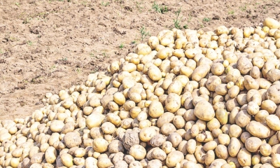 আলু চাষের আধুনিক পদ্ধতি