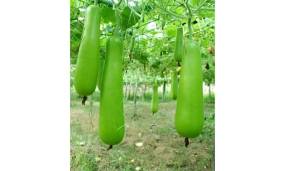 হাজারি লাউয়ে ভাগ্য  বদলাচ্ছে কৃষকের