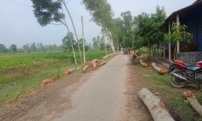 টেন্ডারে রাস্তার ২ হাজার গাছ বিক্রি