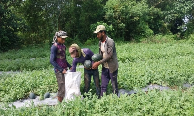 অসময়ে তরমুজ চাষে  কৃষকের বাজিমাত
