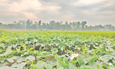 বেছে নিন সঠিক ফসল