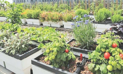 ছাদ কৃষিতে শাক-সবজি চাষ