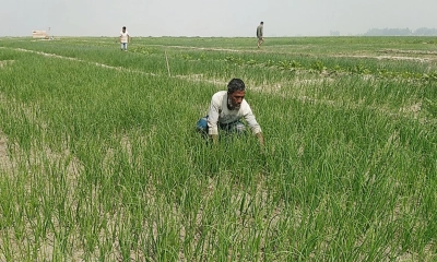 যমুনার বুকে সবুজ বিপ্লব