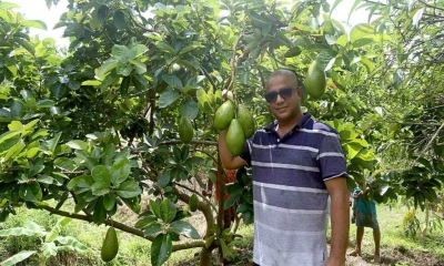 অ্যাভোকাডো চাষে বাজিমাত