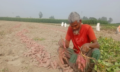 বালুচরে মিষ্টি আলু চাষে  কৃষকের মুখে হাসি