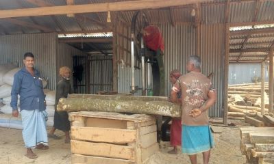 অবৈধ করাতকলে উজাড় হচ্ছে গাছ