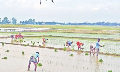 আশ্বিনের কৃষি