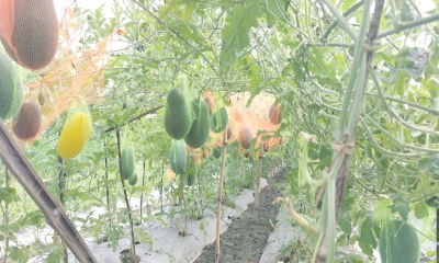 মাচায় তরমুজ চাষে সাফল্য