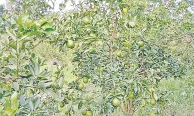 পিরোজপুরে মাল্টা চাষে  সফলতা পাচ্ছেন চাষিরা