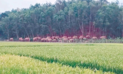 গারো পাহাড়ে পাকছে ধান  বাড়ছে বন্যহাতির উৎপাত