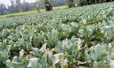 ২ হাজার ৫০০ হেক্টর জমিতে  শীতকালীন শাক-সবজির চাষ