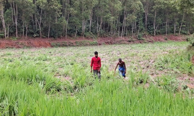 বন্য হাতির তাণ্ডবে আমন  ধানের ব্যাপক ক্ষয়ক্ষতি 