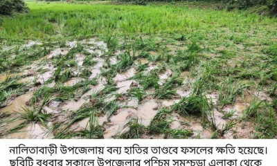 থামছে না বন্য হাতির তাণ্ডব,  দুশ্চিন্তায় ক্ষতিগ্রস্ত কৃষকেরা