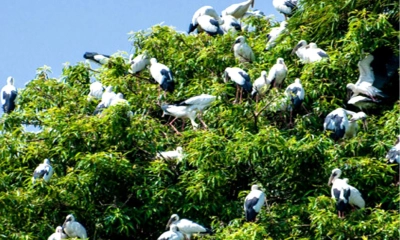 পাখির গ্রাম আশুরহাট