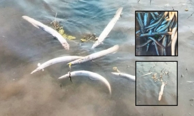 শক মেশিনে চলছে মাছ নিধন