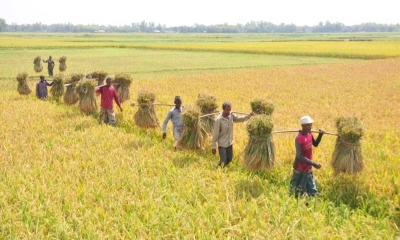 ফসলের ন্যায্যমূল্য পাচ্ছেন না কৃষক
