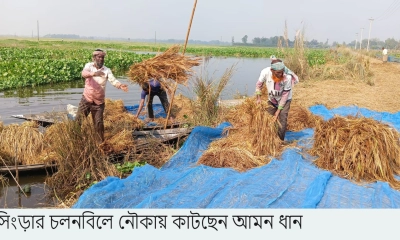 সিংড়ার চলনবিলে নৌকায়  কাটছেন আমন ধান