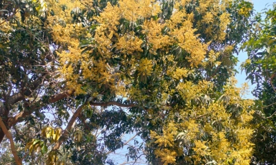 মাঘের হাওয়ায় দোল  খাচ্ছে আমের মুকুল