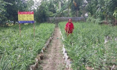 জনপ্রিয় হয়ে উঠেছে  বস্তায় আদা চাষ