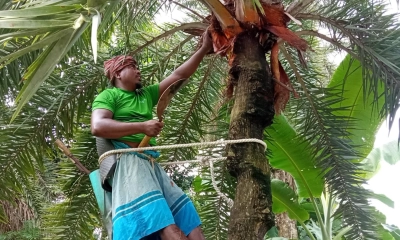 খেজুরগাছ পরিচর্যায় ব্যস্ত গাছিরা