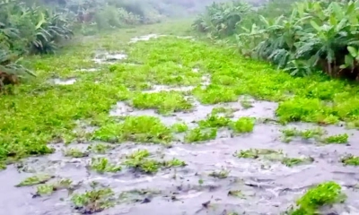 বাঁওড়ের বাঁধ ভেঙ্গে  জনমনে আতঙ্ক