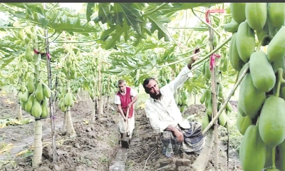 পেঁপে চাষে ভাগ্যবদলের  স্বপ্ন বুনছেন চাষিরা