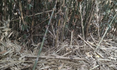 ২৩ বাঁশমহালের বাঁশ-বেত লুট