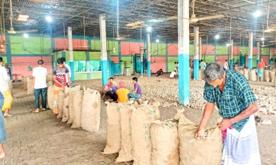 আলুই এখন চাষিদের দুঃস্বপ্ন