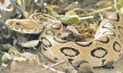 চাঁপাইনবাবগঞ্জে রাসেলস  ভাইপারের আতঙ্ক