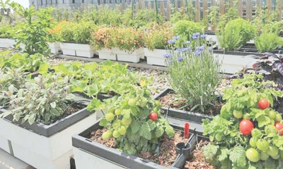 মালচিং পদ্ধতিতে আগাম  টমেটো চাষে সাফল্য